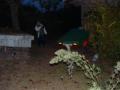 DSCF0021.JPG